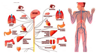 Comparison between the central nervous system and the peripheral nervous system